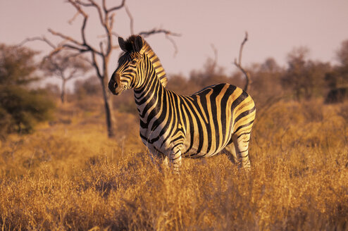 Seitenansicht eines Zebras auf einem grasbewachsenen Feld gegen den Himmel - CAVF45705