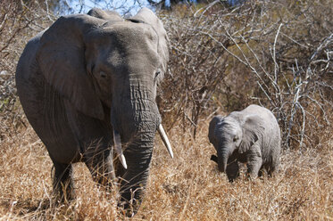 Elephant family walking on field - CAVF45707