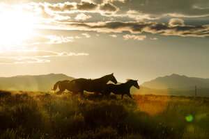 Pferde laufen auf einem Feld gegen den Himmel bei Sonnenuntergang - CAVF45725