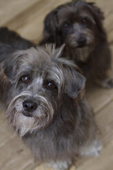 Portrait of schnauzers at home - CAVF45731