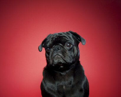 Close-up of cute pug against red background - CAVF45788