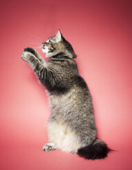 Close-up of cat against red background - CAVF45791