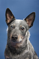 Close-up of dog against blue background - CAVF45795