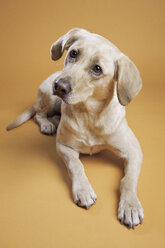 Porträt eines Labrador Retrievers auf gelbem Hintergrund - CAVF45799