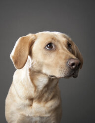 Nahaufnahme eines gelben Labrador Retrievers vor gelbem Hintergrund - CAVF45800