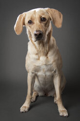 Porträt eines gelben Labrador Retrievers auf grauem Hintergrund - CAVF45801