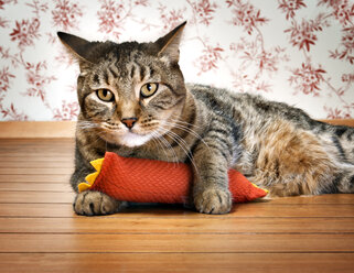 Porträt einer getigerten Katze mit Spielzeug, die sich zu Hause entspannt - CAVF45808