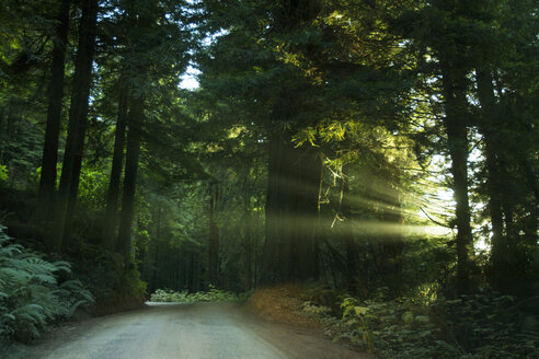 Sonnenlicht, das durch Bäume im Wald fällt - CAVF45849