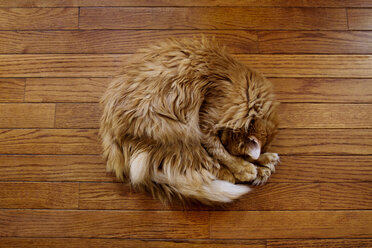 Overhead view of ginger cat sleeping on hardwood floor - CAVF45857