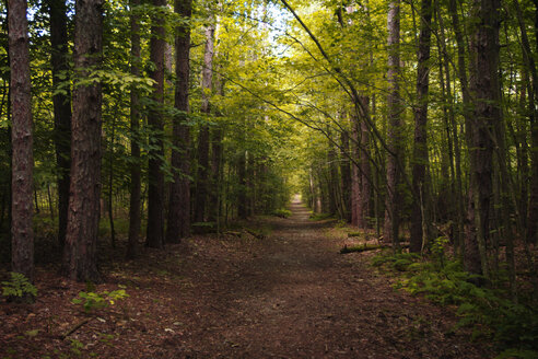 Leerer Feldweg inmitten von Bäumen im Wald - CAVF45880