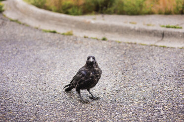 High angle view of bird perching on road - CAVF45921