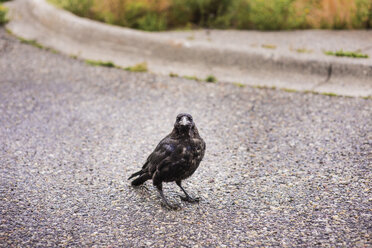 Hohe Winkelansicht eines Vogels, der auf der Straße sitzt - CAVF45921