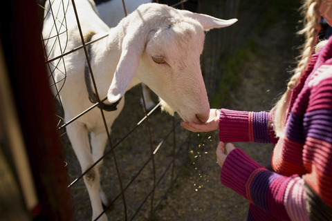 Mittelteil eines Mädchens, das eine Ziege füttert, lizenzfreies Stockfoto