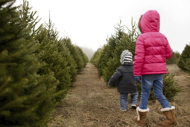 Rückansicht von Geschwistern, die in einer Weihnachtsbaumfarm gegen den klaren Himmel spazieren gehen - CAVF45950