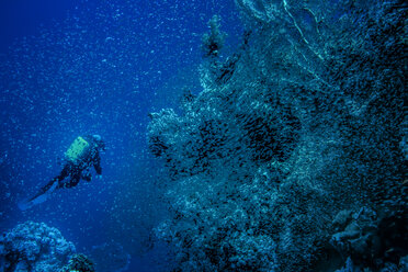 Scuba diver exploring reef - CAVF46076