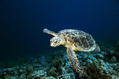 Schildkrötenschwimmen, lizenzfreies Stockfoto