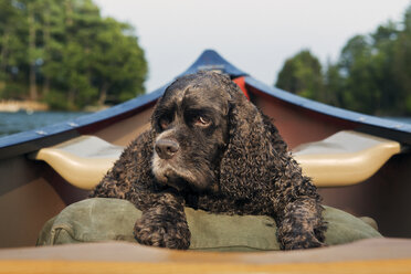 Hund auf Kajak - CAVF46116