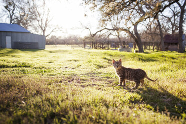 Getigerte Katze auf einem Feld an einem sonnigen Tag - CAVF46213