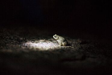 Nahaufnahme eines Frosches auf einem Felsen bei Nacht - CAVF46244