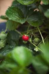 Nahaufnahme einer auf einer Pflanze wachsenden Erdbeere - CAVF46255