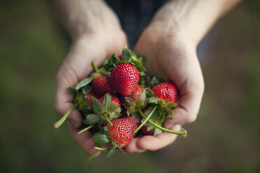 Draufsicht auf eine Frau, die frisch geerntete Erdbeeren in den Händen hält - CAVF46256