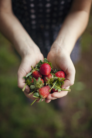 Draufsicht auf eine Frau, die geerntete Erdbeeren in den Händen hält, lizenzfreies Stockfoto