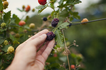 Beschnittenes Bild einer Frau, die auf einem Bauernhof Brombeeren von einer Pflanze erntet - CAVF46260