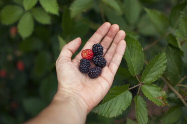 Draufsicht auf eine Frau mit frischen Brombeeren auf einem Bauernhof - CAVF46262