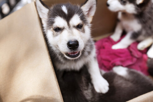 Nahaufnahme von Siberian Husky Welpen in der Hundehütte - CAVF46274