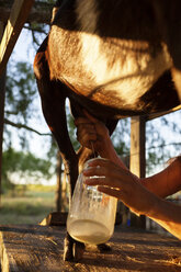 Ausgeschnittenes Bild einer Frau, die eine Ziege auf einem Bauernhof melkt - CAVF46319