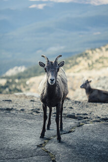 Portrait of goat standing on rock - CAVF46358