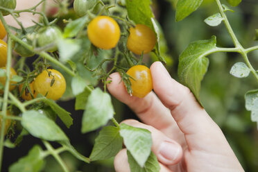 Nahaufnahme einer menschlichen Hand, die eine Tomate hält - MASF06804