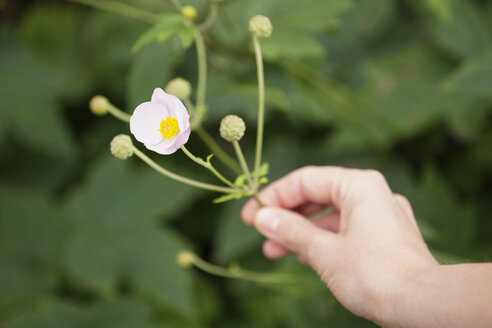 Hand hält weiße Blume - MASF06807