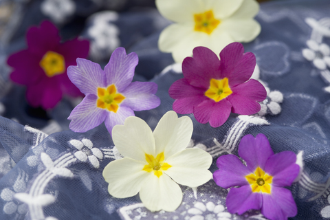 Blossoms of primroses on floral patterned cloth stock photo