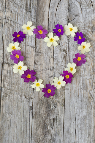 Mit Primelblüten geformtes Herz auf verwittertem Holz, lizenzfreies Stockfoto