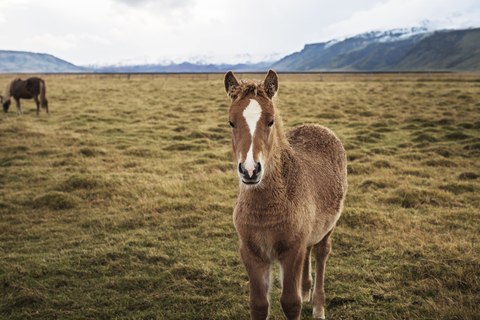 Porträt eines Pferdes auf einem grasbewachsenen Feld, lizenzfreies Stockfoto