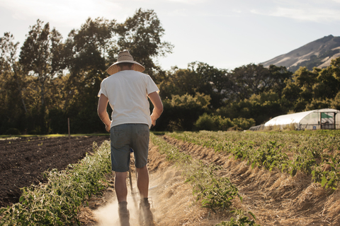 Rückansicht eines männlichen Landwirts bei der Arbeit auf einem Feld, lizenzfreies Stockfoto