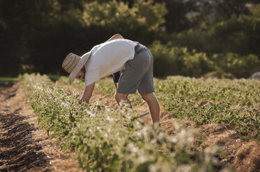 Seitenansicht eines Landwirts beim Pflanzen auf einem Feld an einem sonnigen Tag - CAVF47397