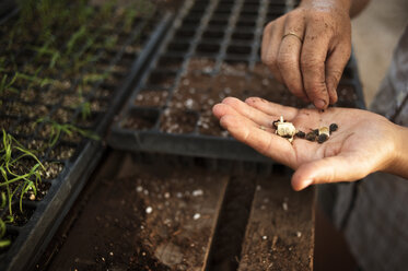 Midsection of female farmer holding seeds in greenhouse - CAVF47406