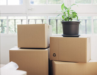Cardboard boxes with potted plant by window at new house - CAVF47562