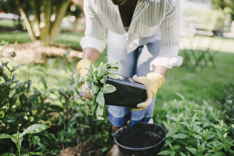 Mittelteil einer Frau, die eine Topfpflanze hält, während sie sich im Garten bückt, lizenzfreies Stockfoto