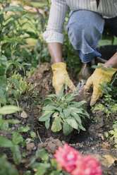 Ausgeschnittenes Bild einer Frau, die im Garten pflanzt - CAVF48142