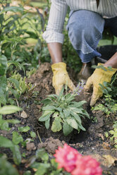 Cropped image of woman planting at garden - CAVF48142