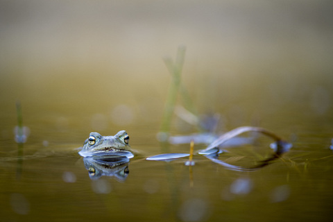 Peeking Common Toad in water stock photo