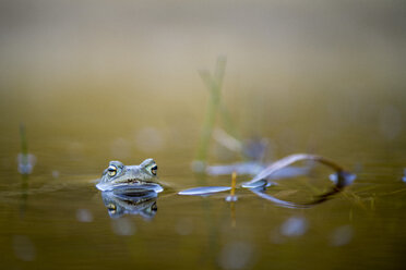 Wachsende Erdkröte im Wasser - MJOF01492