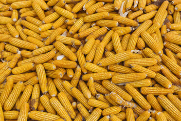 Corn cobs - KNTF01120