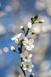 Twig of flowering plum, close-up - SARF03678