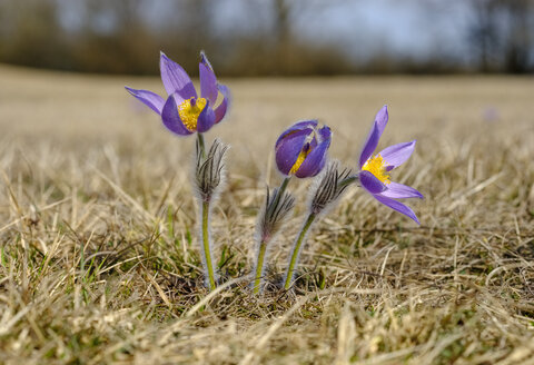 Östliche Schafgarbenblume, Pulsatilla patens - SIEF07761