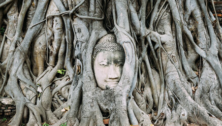 Thailand, Ayutthaya, Buddha head in between tree roots at Wat Mahathat - GEMF01912