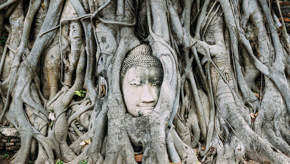 Thailand, Ayutthaya, Buddha-Kopf zwischen Baumwurzeln im Wat Mahathat - GEMF01912